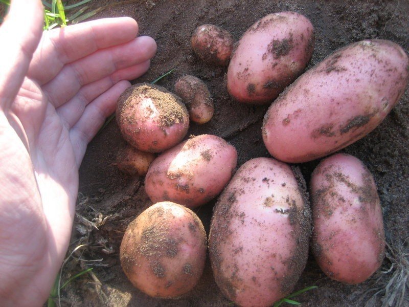 Картошка ред скарлет урожайность