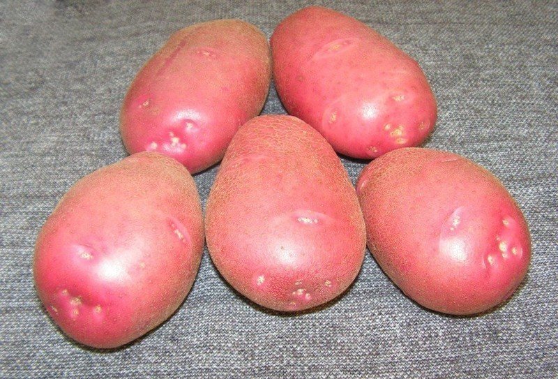 Ред скарлетт сорт картофеля