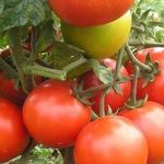 Рейтинг лучших сортов томатов для выращивания в Подмосковье