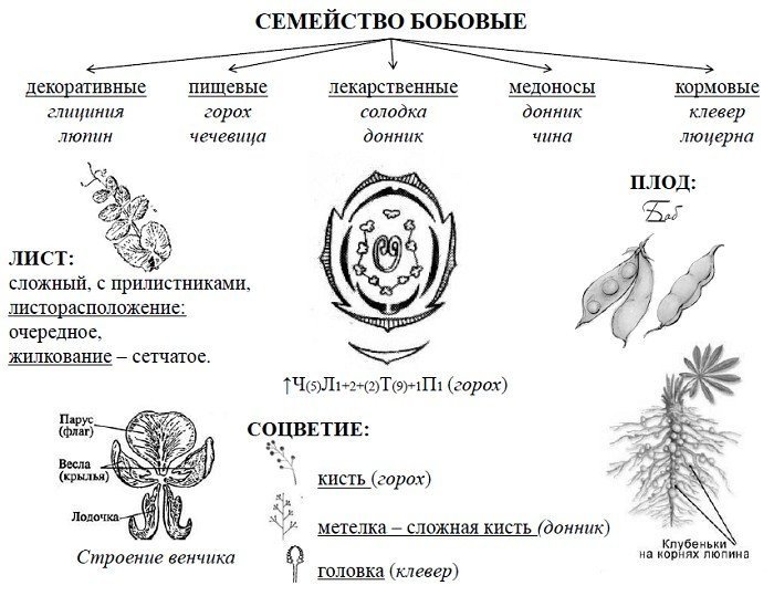 Схема цветка бобовых растений