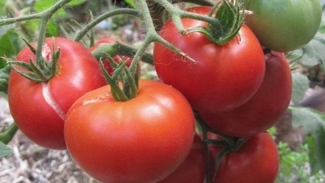 Щедрый урожай с томатом «Агата»: описание, характеристика и фото сорта