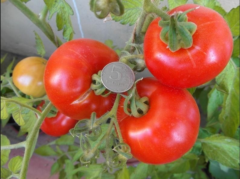 Сорта помидор для открытого грунта