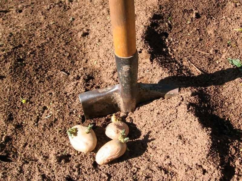 Глубина лунки для посадки картофеля