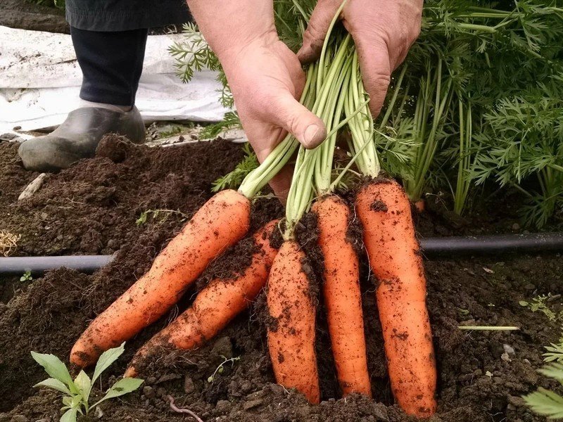 Богатый урожай моркови