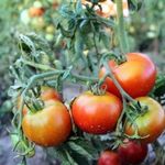 Сорт Подснежник – томат для холодных регионов
