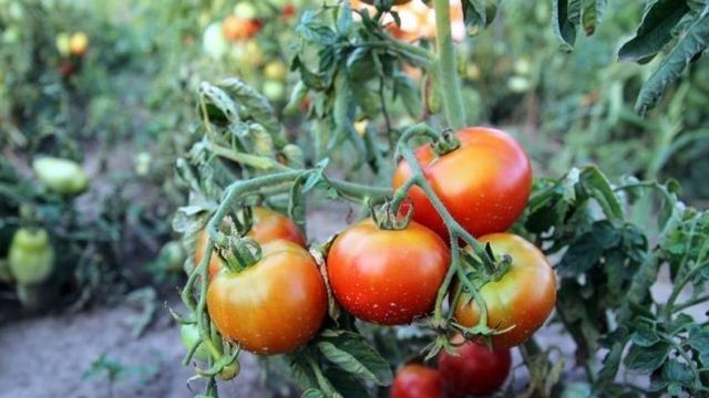 Сорт Подснежник – томат для холодных регионов