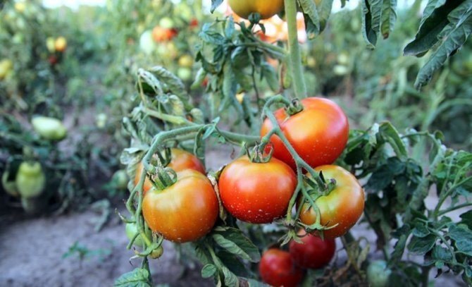 Семена биотехника томат подснежник