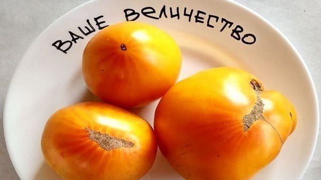 Томат Ваше Величество: характеристика и описание сорта, отзывы об урожайности помидоров, фото плодов
