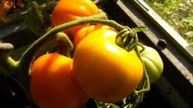 Теплолюбивый томат «Золотой Юбилей» f1 — яркий скороспелый сорт для вашей теплицы