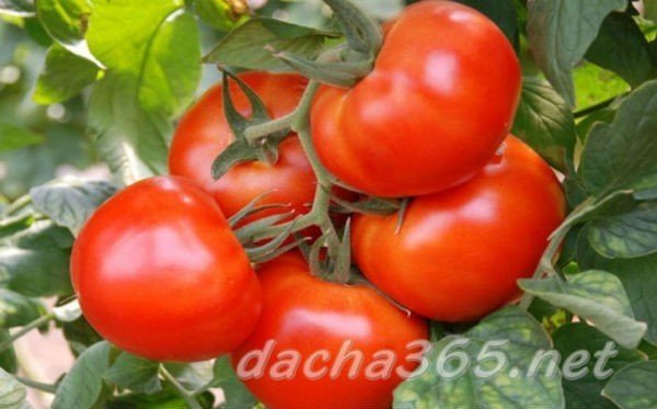 Сорт томатов агата