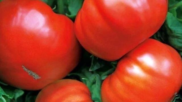 Добрыня Никитич: описание сорта томата, характеристики помидоров, посев