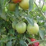 Томат «Исполин малиновый» – отличный сорт крупноплодных помидоров