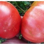 Томат «Исполин малиновый» – отличный сорт крупноплодных помидоров