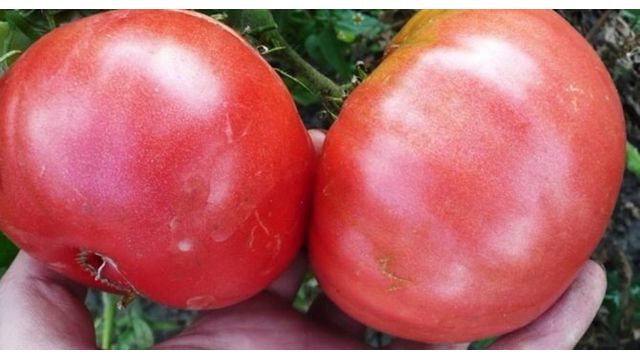 Томат Розовый мясистый: характеристика и описание сорта, отзывы об урожайности, фото помидоров
