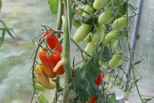 Сорт томатов фляшен