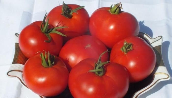 Арлетта помидоры