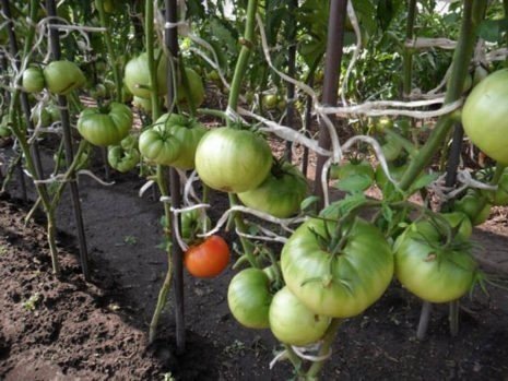 Выращивание помидоров в открытом грунте