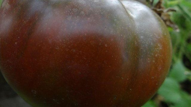 Томат Шоколадка F1: характеристика и описание сорта, отзывы тех кто сажал помидоры об их урожайности, фото куста