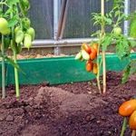 Томат «Сибирская тройка»: характеристика и описание сорта, урожайность, рекомендации по выращиванию, фото помидор