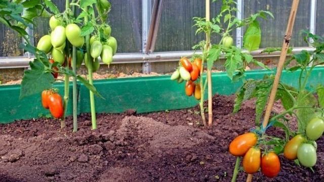 Томат «Сибирская тройка»: характеристика и описание сорта, урожайность, рекомендации по выращиванию, фото помидор