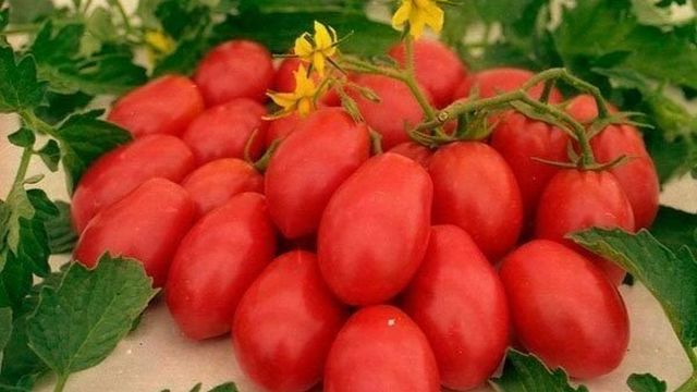Томат Сливка Московская: характеристика и описание сорта, отзывы об урожайности помидоров, видео и фото куста
