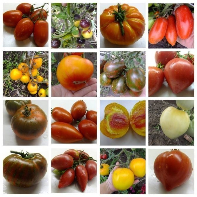 Коллекционные сорта томатов
