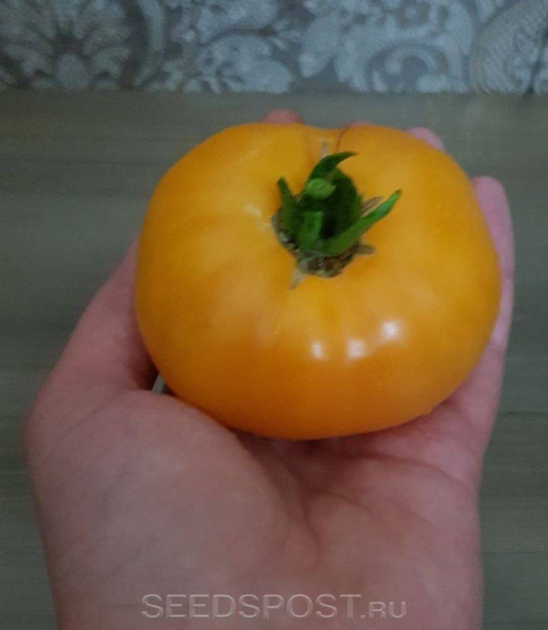 Сорт помидор апельсин