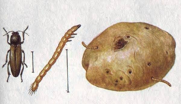Картофельный жук проволочник
