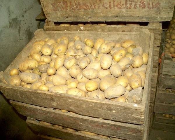 Закрома для хранения картофеля