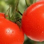 Устойчивый новичок от сибирских селекционеров — томат Кубышка