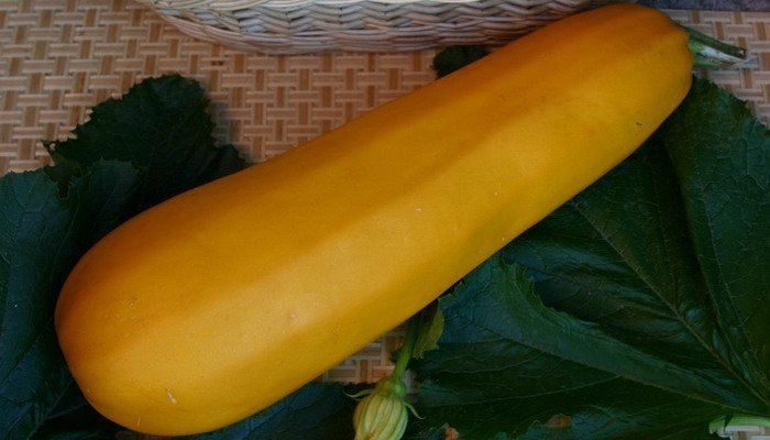 Сорт кабачков желтоплодный