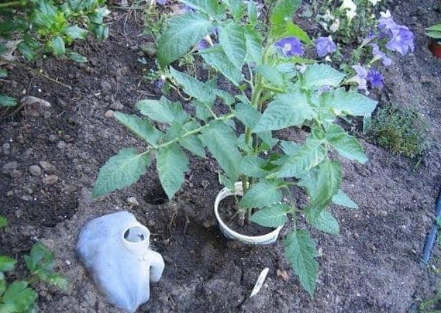 Solanum tuberosum лекарство