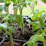 Высокоурожайные томаты для занятых людей «Иришка F1»
