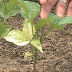 Бледные листья у перца: как лечить и чем подкормить рассаду