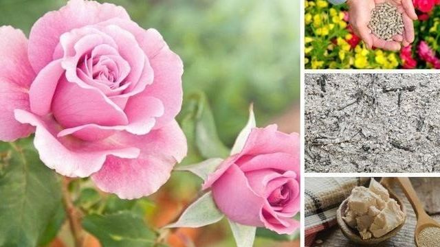 Чем подкормить розы весной и летом для пышного цветения