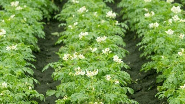 Гербициды для картофеля от сорняков