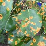 Груша лист желтые пятна