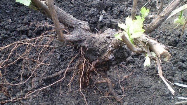 Как бороться с тлей на виноградных листьях — Садоводство для начинающих