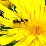 Как избавиться от муравьев в цветочном горшке