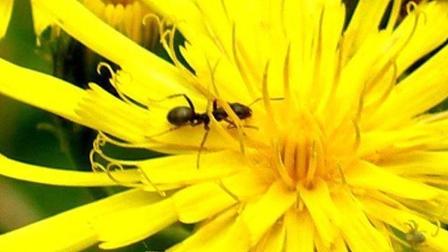 Как избавиться от муравьев в цветочном горшке
