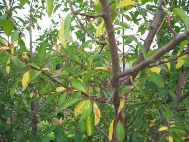 Prunus domestica дерево