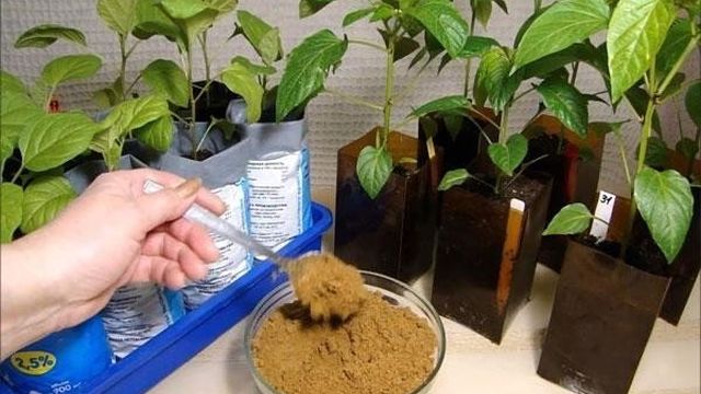 Костная мука как удобрение: как применять и в чем ее польза для растений