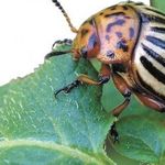 Как уничтожить колорадского жука в огороде