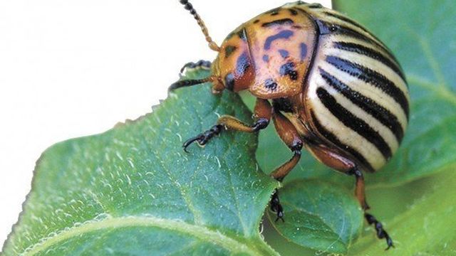 Как уничтожить колорадского жука в огороде