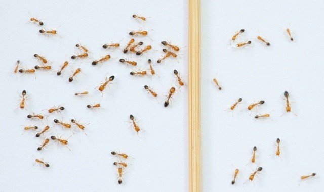 Маленькие рыжие домашние муравьи - как от них избавиться