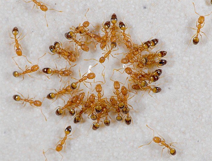 Маленьких домашних рыжих муравьев называют иначе