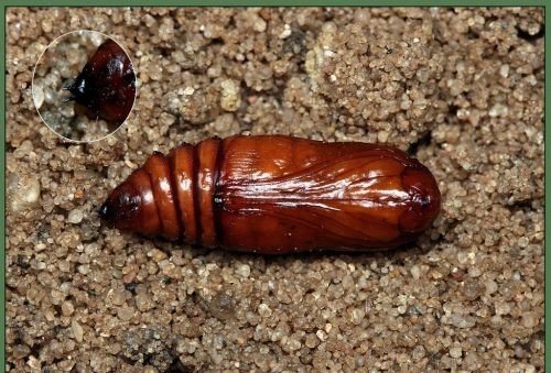 Колорадский жук личинки