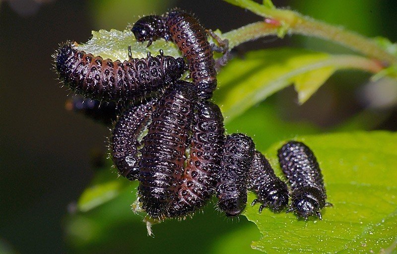 Личинка жука листоеда