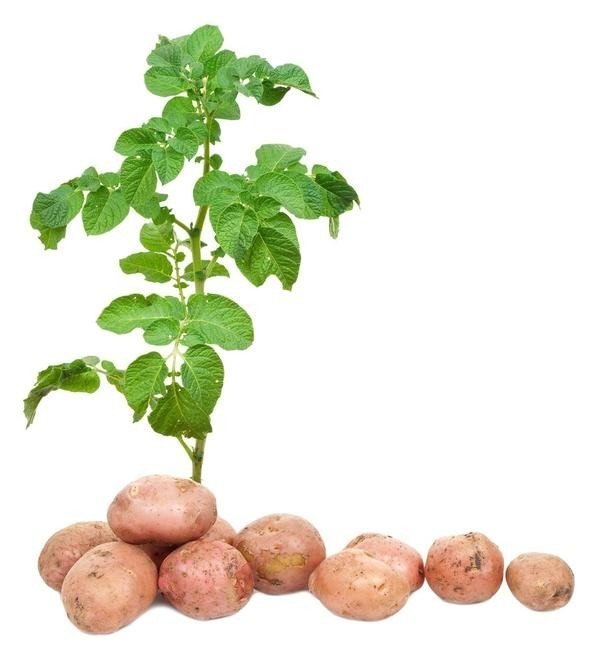 Картофельная ботва