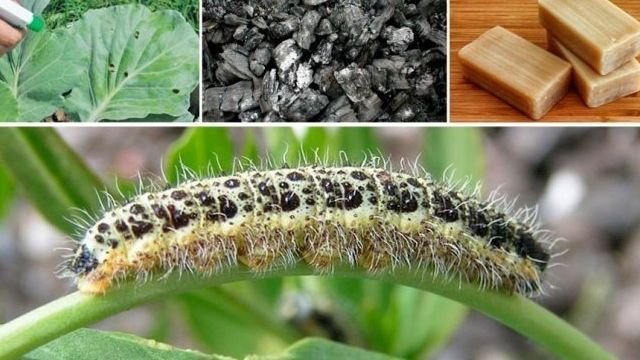 Бабочка капустница: как выглядит и чем опасны, методы эффективной борьбы
